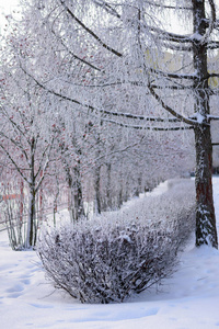 桦树和一些覆盖着冰釉的灌木图片