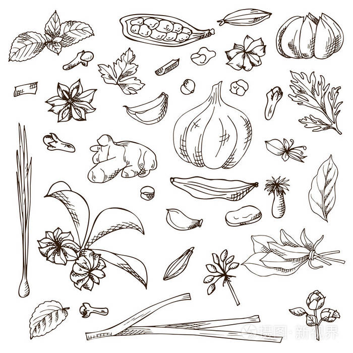 手绘草药和香料.装饰背景与素描元素.向量例证