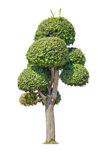 塔科树弯曲。孤立树在白色背景弯曲树数据库植物园组织元素的自然泰国热带树木隔离用于设计。