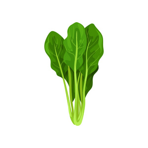 有机菠菜图片-有机菠菜素材-有机菠菜插画-摄图新视界