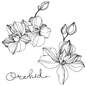 orchid39