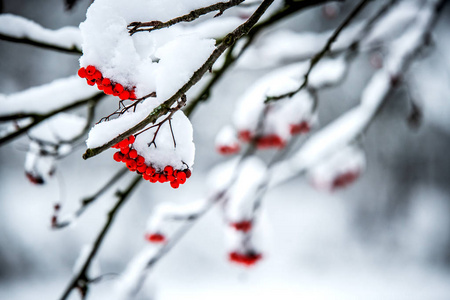 罗万浆果覆盖着雪。