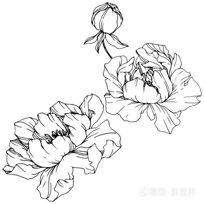 插画 病媒牡丹. 野花隔离在白色上. 黑白雕刻水墨艺术.eps