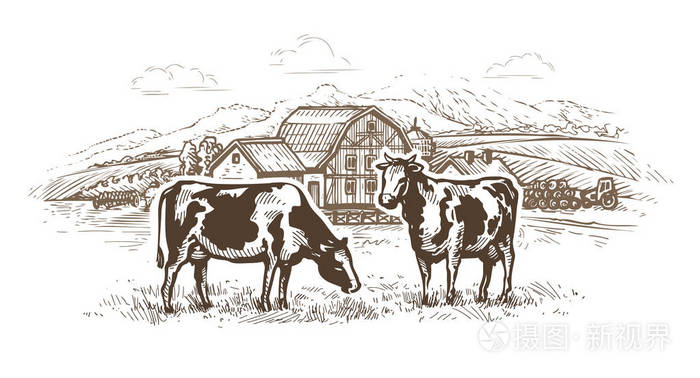 奶牛场奶牛在草地上放牧乡村风景乡村小品