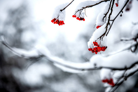 罗旺浆果在覆盖着雪的树枝上。
