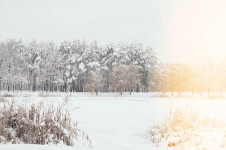 冬季森林有侧光的雪树风景