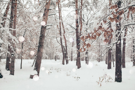 冬季森林风景和模糊的雪花飘落