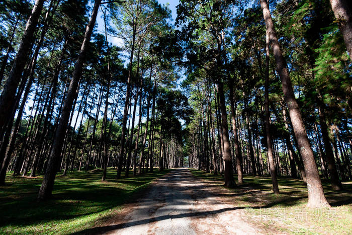 泰国清迈松树美丽的森林