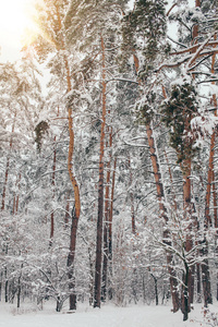 美丽的雪冬林和阳光的风景