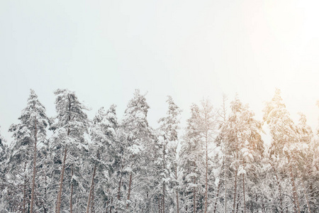 有松树和侧面灯光的雪冬林风景