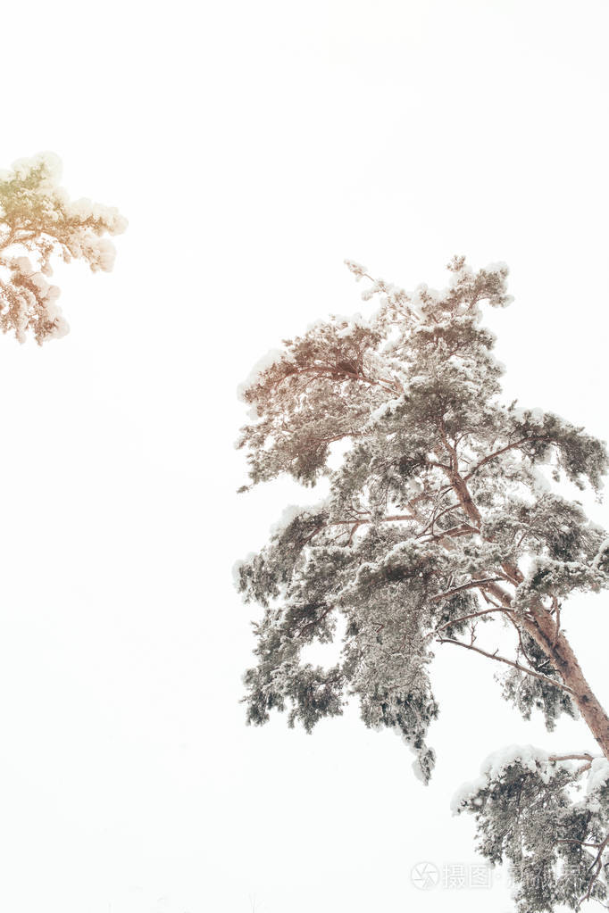 冬林雪树的低角度视野
