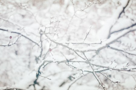 冬天森林里覆盖着雪的树枝近景图片