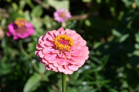 夏日花园里五彩缤纷的花朵。