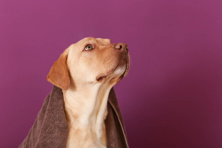 彩色背景清洗后，用毛巾将狗用静音