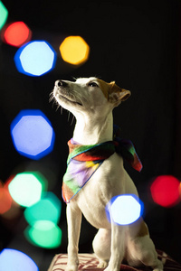家养的杰克罗塞尔猎犬戴着狗的头巾，黑暗的地方有闪闪发光的模糊的波克灯