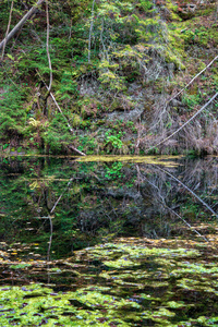 平静的水面，绿色的树叶，植被和红色的砂岩悬崖，拉托维亚的高贾河。