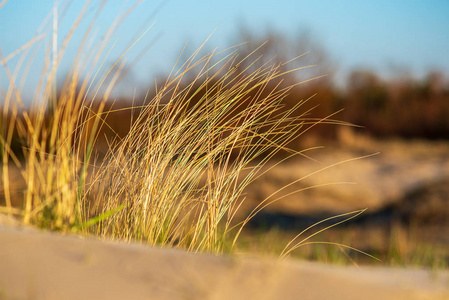 在阳光下的沙滩上生长的草