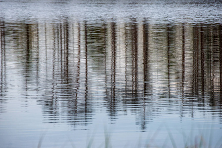平静湖水中树木的倒影图片