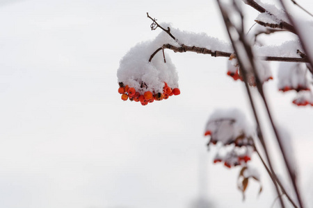 雪下的山灰。 雪下的红色浆果。 红色浆果上的第一场雪。