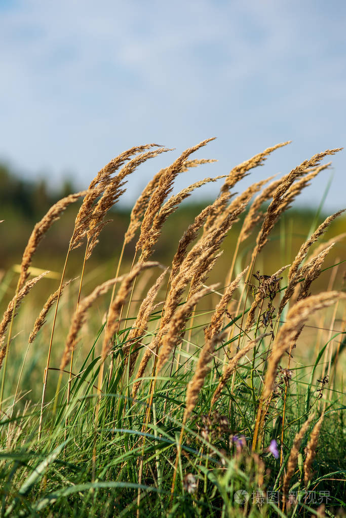 在阳光充足的土地上封闭干燥的玻璃