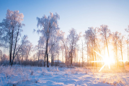 雪中的白桦树在阳光下白桦林中桦木树皮的黑白白桦树在雪中的其他桦树
