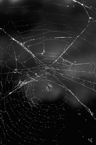 黑白照片上的蜘蛛网