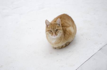 冬天雪地上可爱的姜猫