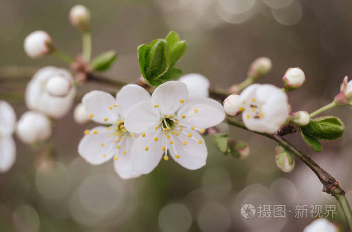 樱桃树开花。白色的春天花朵特写。软聚焦春季季节性背景