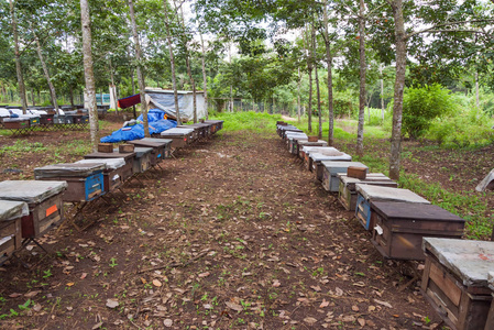农场的蜜蜂养殖蜂巢和养蜂蜂蜜