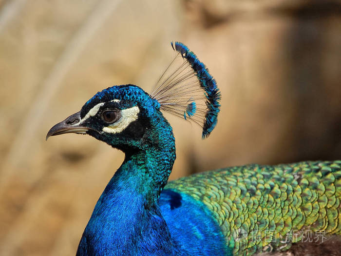 印度孔雀的肖像从侧面