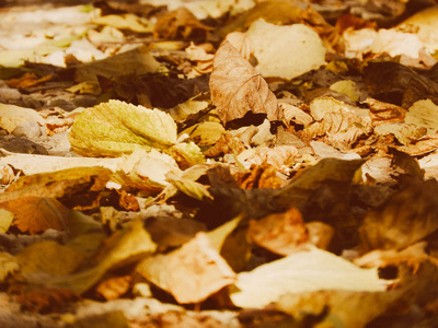 秋天的叶子在地上