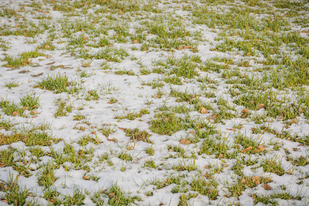 雪下的草坪草。 雪地里的草坪。 冬天的草。 雪下的绿草。