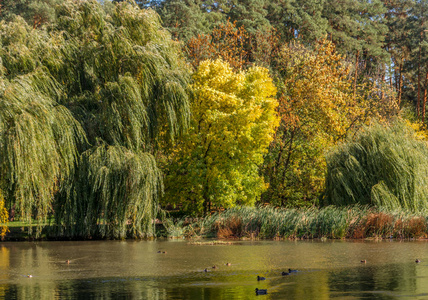 在湖边。 美丽的自然。 秋天的颜色。 放松。