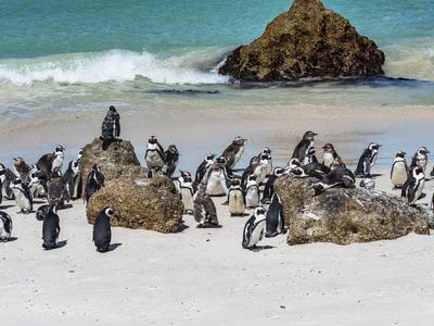非洲企鹅群在西蒙斯镇阳光明媚的海滩上。 阳光明媚的一天，企鹅群在海滩上。 开普敦非洲