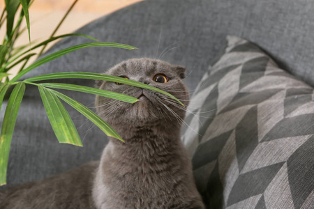 可爱的滑稽猫，绿色的热带叶子