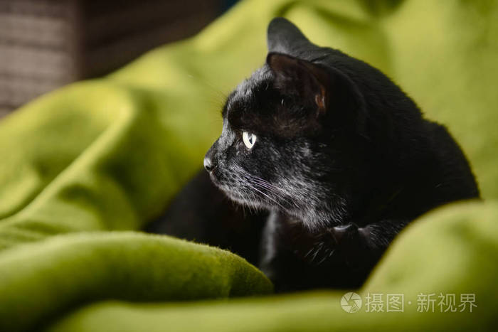 家里可爱有趣的黑猫