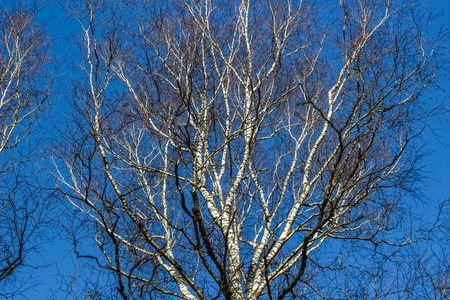 三月，白桦树在晴朗的蓝天上没有树叶