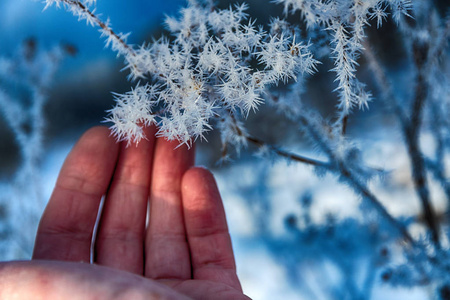 s hand gently touches the sharp needles of frost on the branch c