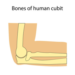 人类肘骨骼解剖学的向量例证