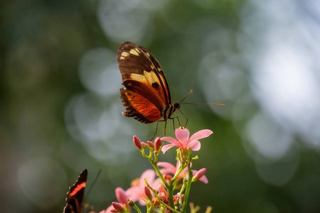 一只棕色和白色的蝴蝶坐在蝴蝶坐在一朵花上。