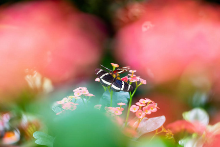 昆虫的宏观图片美丽的宏观图片,黑色,红色和白色的蝴蝶坐在一朵花朵上