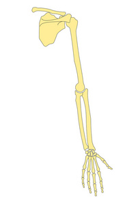 人的手骨解剖学向量例证