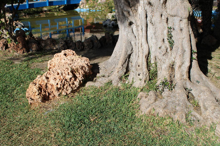 休闲公园的老树根和石头