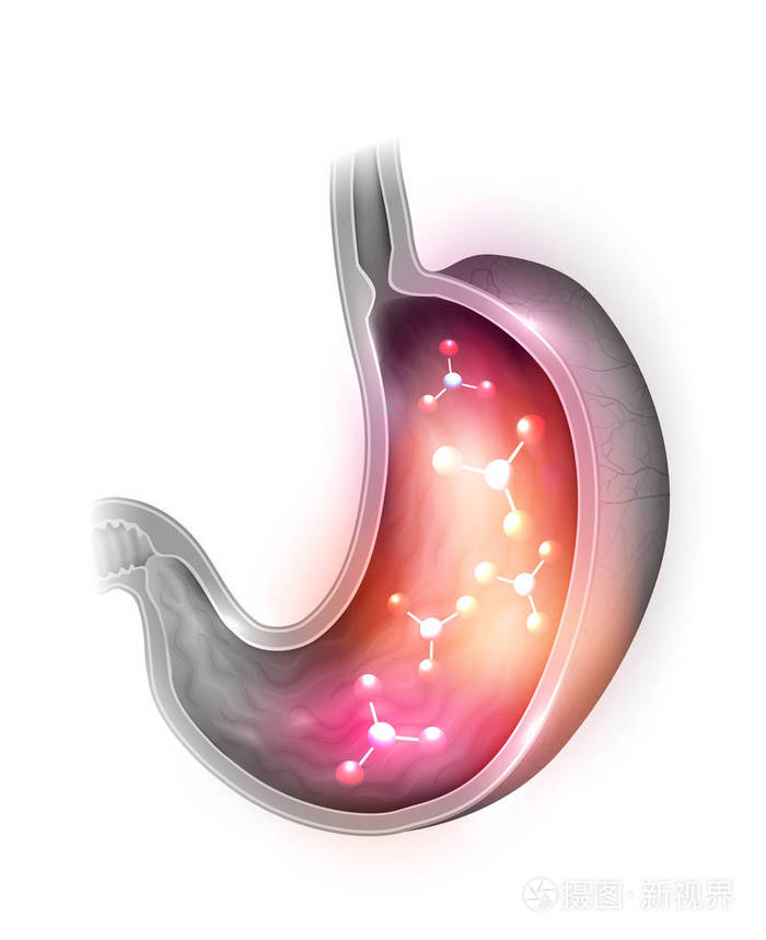白色背景下人体胃解剖截面分子在胃内