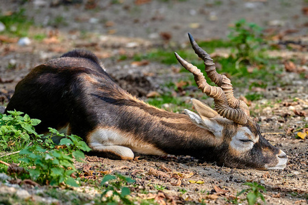 黑Antilope Cervicapra