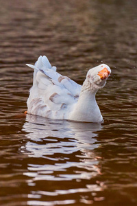 鹅在加德湖水上游泳，水面上有很好的倒影和涟漪