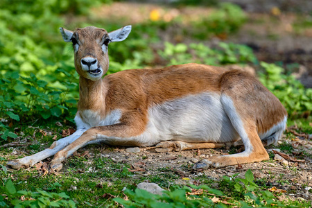 黑Antilope Cervicapra