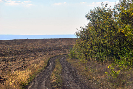  yellow grass