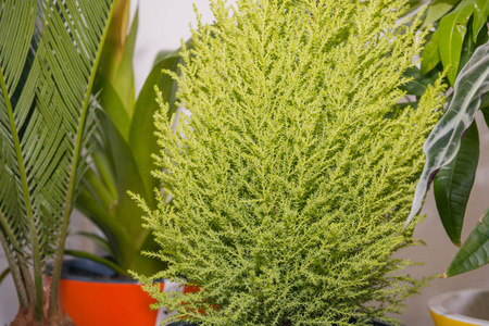 花立在窗台上的房子. 花盆里的花.照片