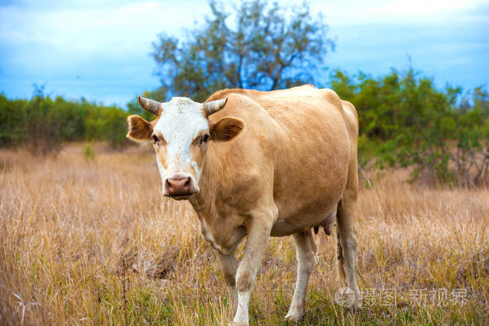 俄罗斯阿斯特拉罕地区的动物.
